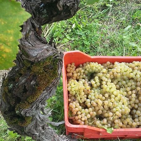 Farmstay Kmetija Stekar Kojsko Exteriér fotografie