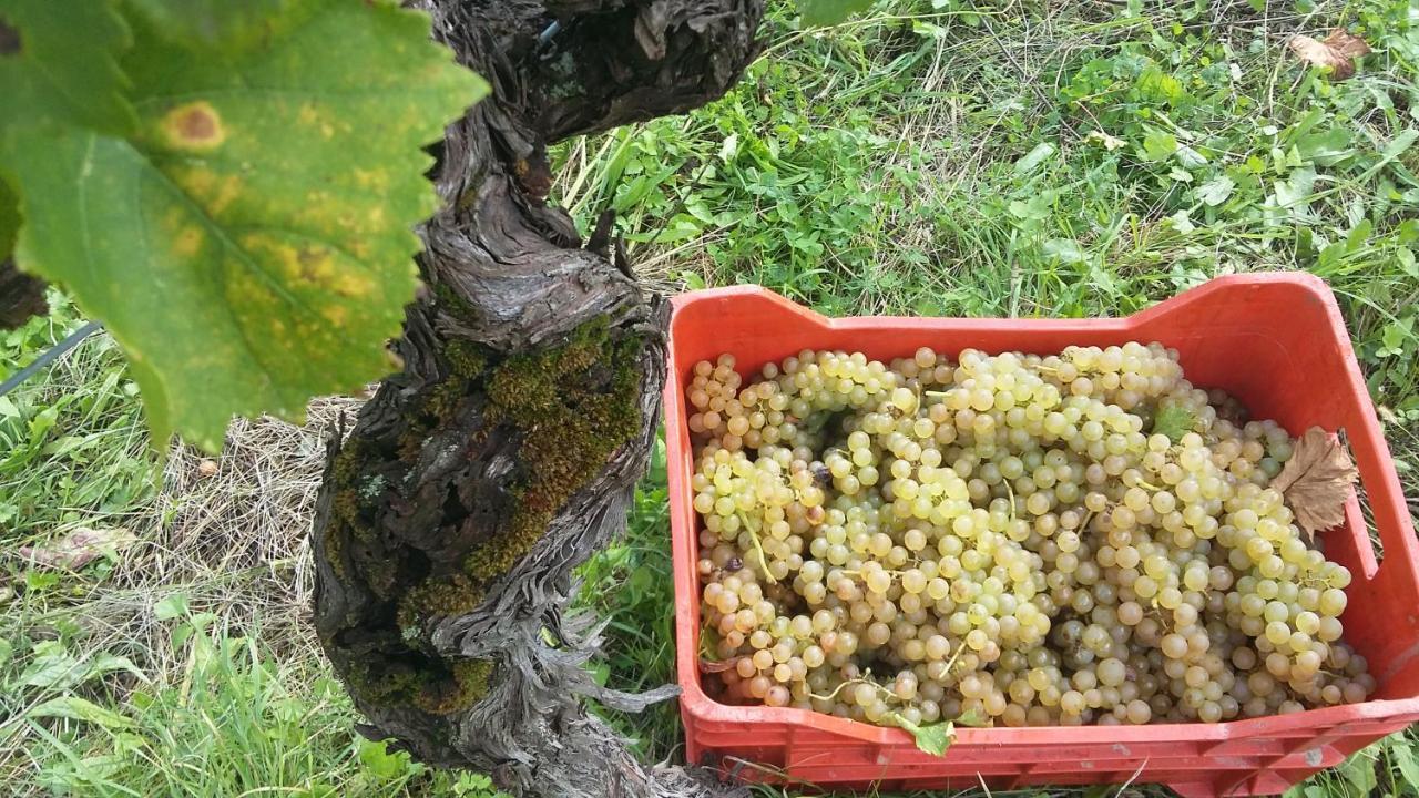 Farmstay Kmetija Stekar Kojsko Exteriér fotografie