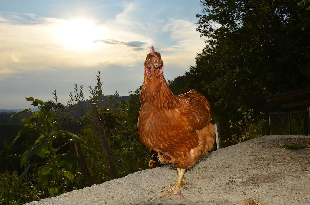 Farmstay Kmetija Stekar Kojsko Exteriér fotografie